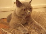 Mâle British Shorthair bleu LOOF disponible pour saillie