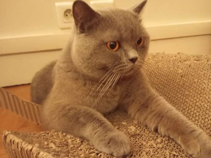 Mâle British Shorthair bleu LOOF disponible pour saillie