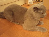 Mâle British Shorthair bleu LOOF disponible pour saillie