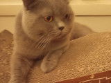 Mâle British Shorthair bleu LOOF disponible pour saillie