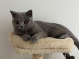 Femelle British Shorthair disponible pour saillie