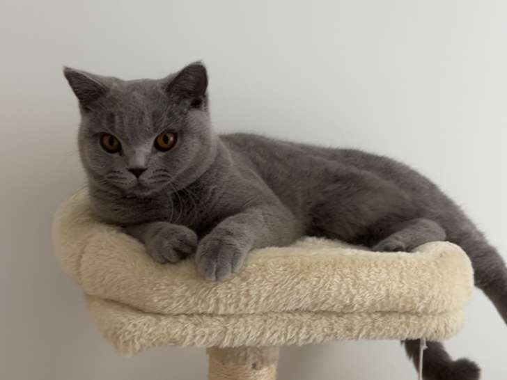 Femelle British Shorthair disponible pour saillie