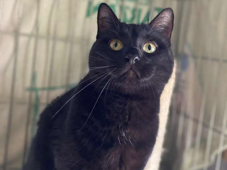 Chatte d’un an à adopter