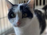 Chatte noire et blanche disponible à l'adoption