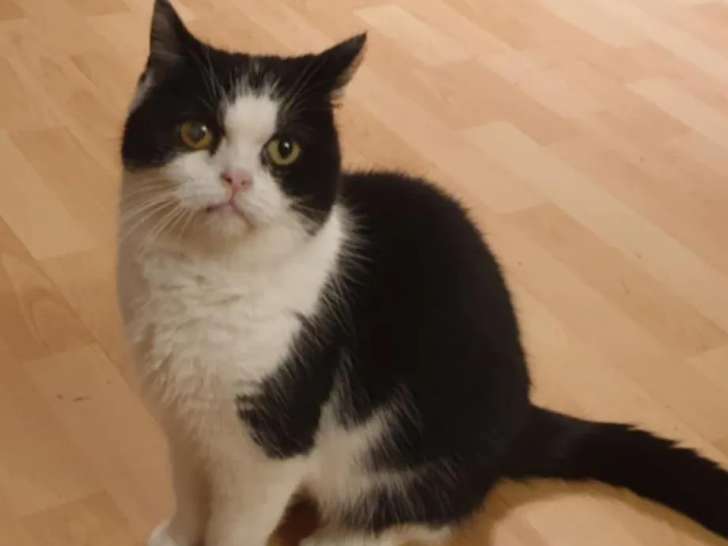 Chatte Persan de 8 ans disponible à l'adoption