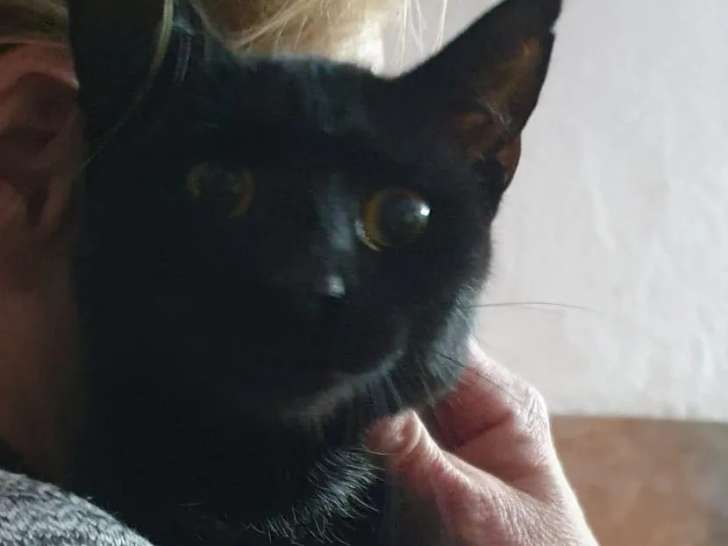 Chaton femelle noir en prêt pour l'adoption