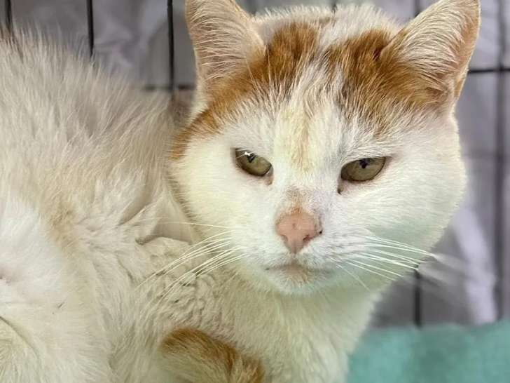 Chat roux et blanc en attente d'une famille