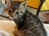Chaton mâle tigré gris à accueillir