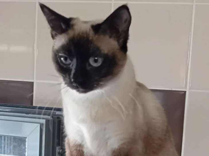 Chatte Siamoise d'un an en quête d’une famille
