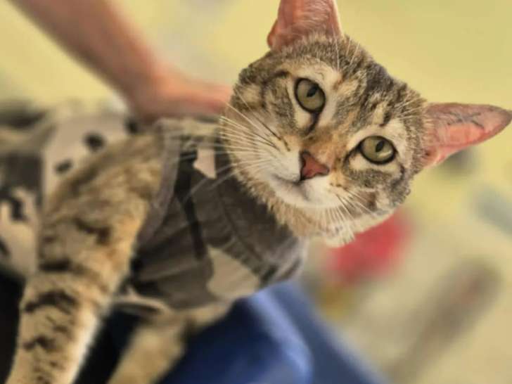Adoption disponible : chatte tigrée grise