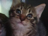 À adopter, chaton femelle tigré