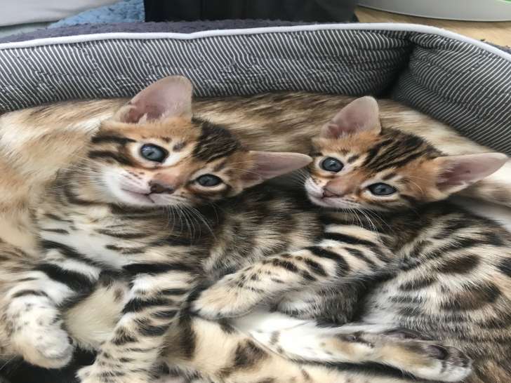 Adorable chatonne Bengal à vendre