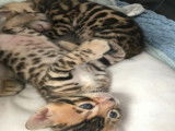 Chaton femelle Bengal