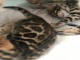 Chaton femelle Bengal