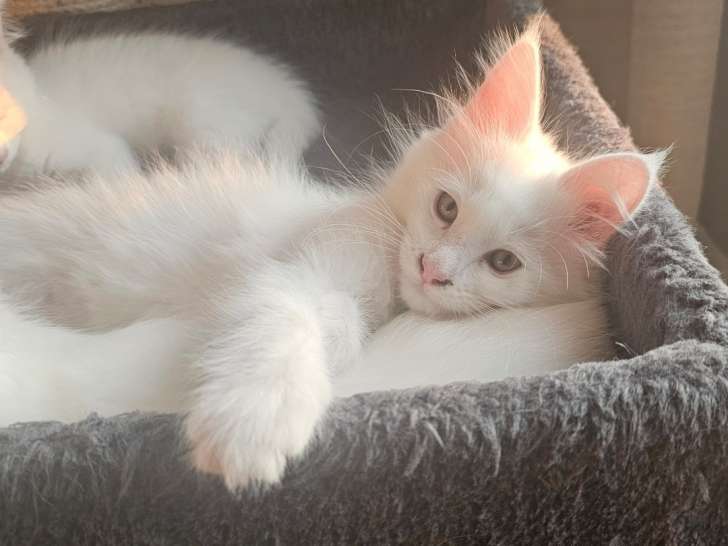 Chatons Maine Coon croisés Angora Turc à vendre