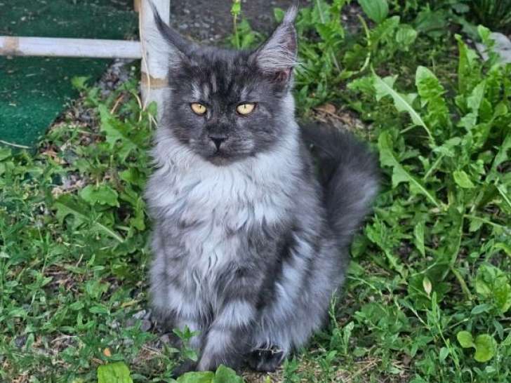 Chatonnes Maine Coon LOOF à vendre