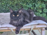 Chatonnes Maine Coon LOOF à vendre