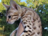 Chatons Savannah LOOF à vendre