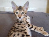 Chatons Savannah LOOF à vendre