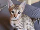 Chatons Savannah LOOF à vendre