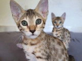 Chatons Savannah LOOF à vendre