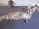 Chatons Savannah LOOF à vendre