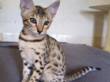 Chatons Savannah LOOF à vendre