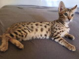 Chatons Savannah LOOF à vendre
