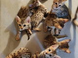 Chatons Savannah LOOF à vendre