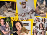 Chatons Savannah LOOF à vendre