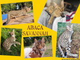 Chatons Savannah LOOF à vendre