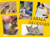Chatons Savannah LOOF à vendre