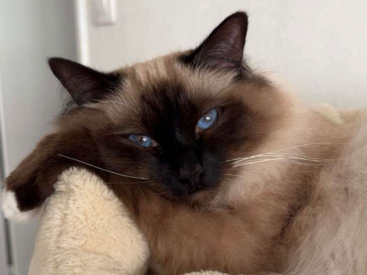 Chat mâle Sacré de Birmanie LOOF à vendre