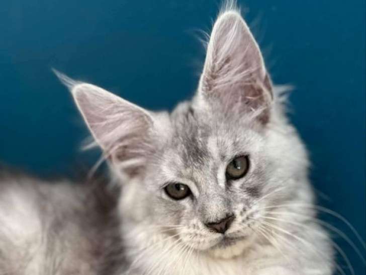 Chatonne Maine Coon LOOF disponible à la vente