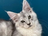 Chatonne Maine Coon LOOF disponible à la vente