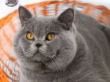 Saillie disponible, chat mâle British Shorthair  bleu (LOOF)