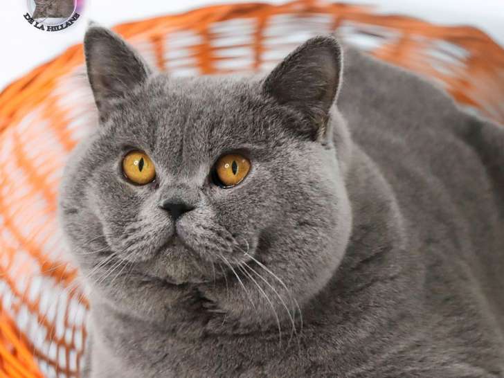 Saillie disponible, chat mâle British Shorthair  bleu (LOOF)