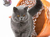 Saillie disponible, chat mâle British Shorthair  bleu (LOOF)