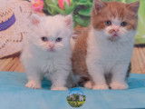 2 chatons British Shorthair LOOF à vendre