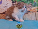 2 chatons British Shorthair LOOF à vendre