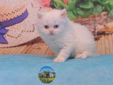 2 chatons British Shorthair LOOF à vendre