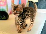 3 chatons Bengal LOOF disponibles à la vente