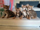 3 chatons Bengal LOOF disponibles à la vente