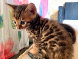 3 chatons Bengal LOOF disponibles à la vente