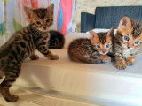 3 chatons Bengal LOOF disponibles à la vente