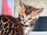 3 chatons Bengal LOOF disponibles à la vente
