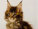 Chatonne Maine Coon LOOF disponible à l’achat