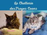 Chatonne Maine Coon LOOF disponible à l’achat