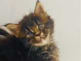Chatonne Maine Coon LOOF disponible à l’achat