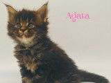 Chatonne Maine Coon LOOF disponible à l’achat